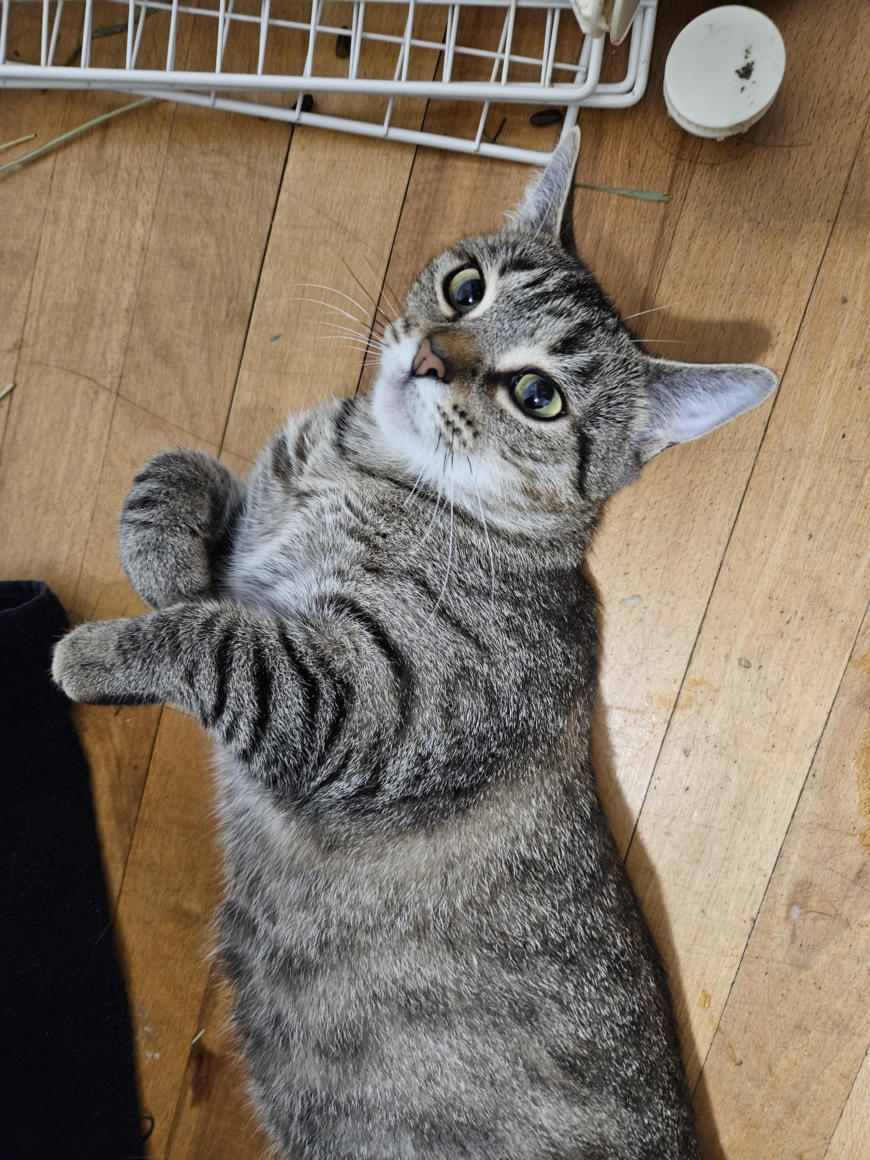 Whimbrel, a ADOPTABLE Domestic Short Hair in Medfield, MA image 4/4