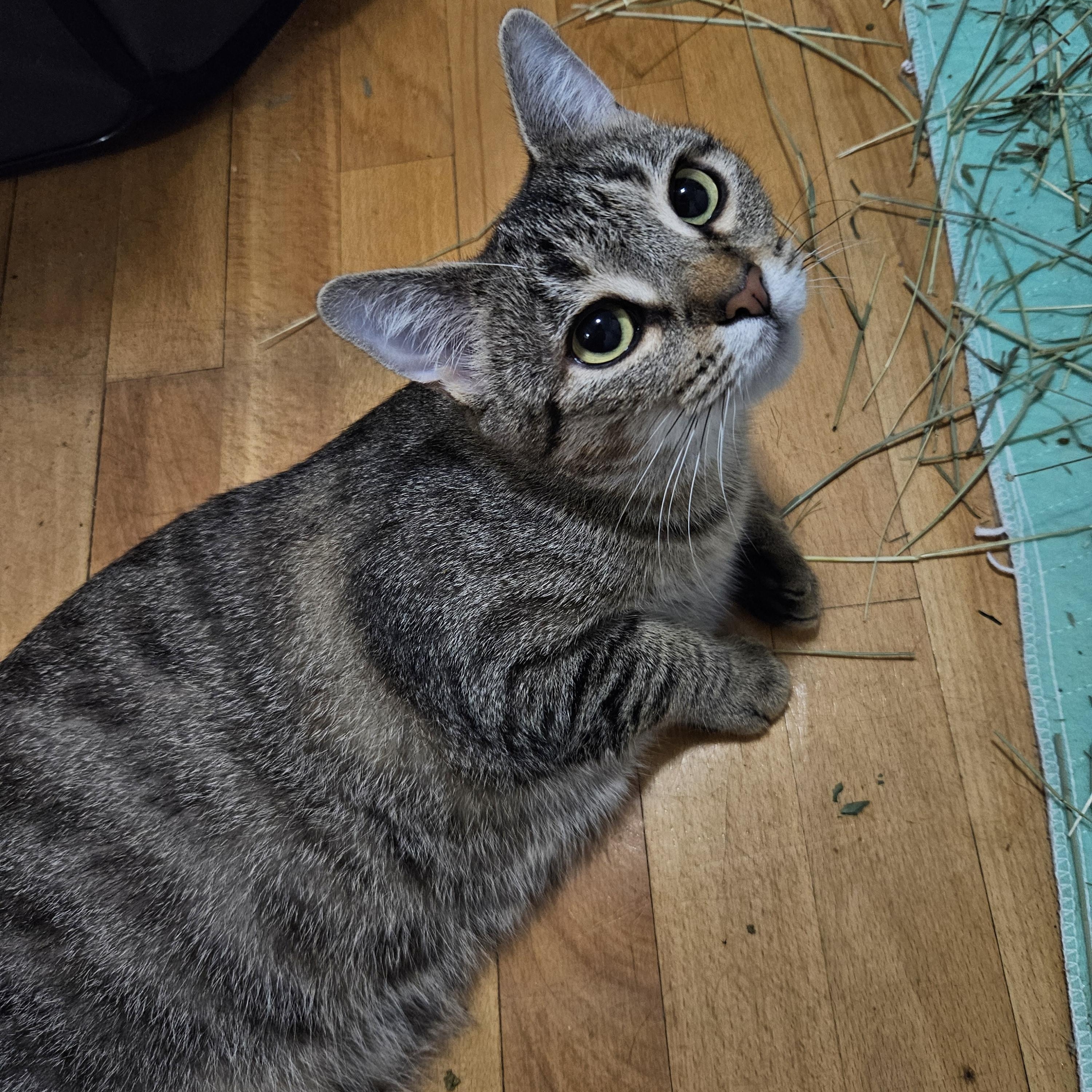 Whimbrel, a ADOPTABLE Domestic Short Hair in Medfield, MA image 1/4