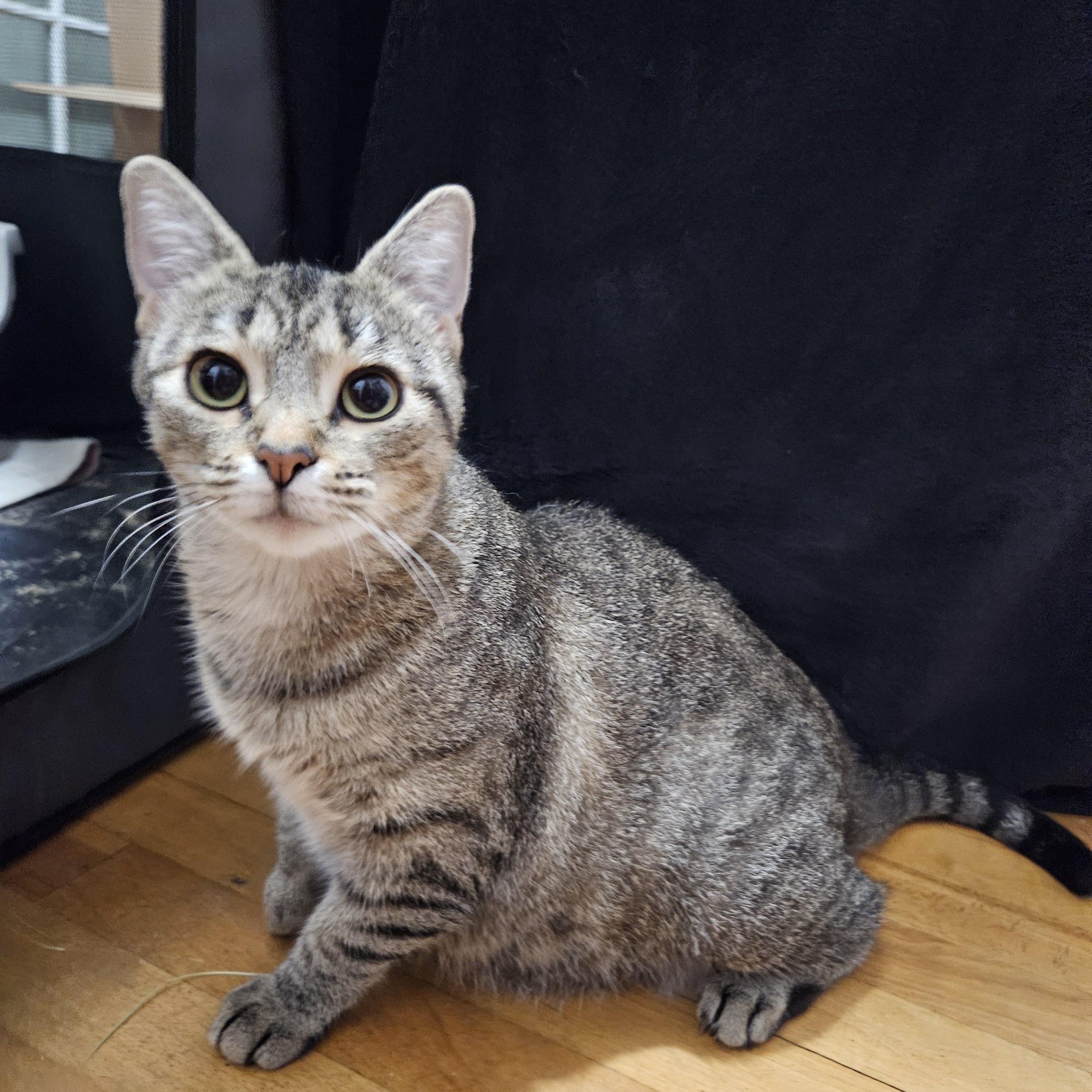 Whimbrel, a ADOPTABLE Domestic Short Hair in Medfield, MA image 2/4