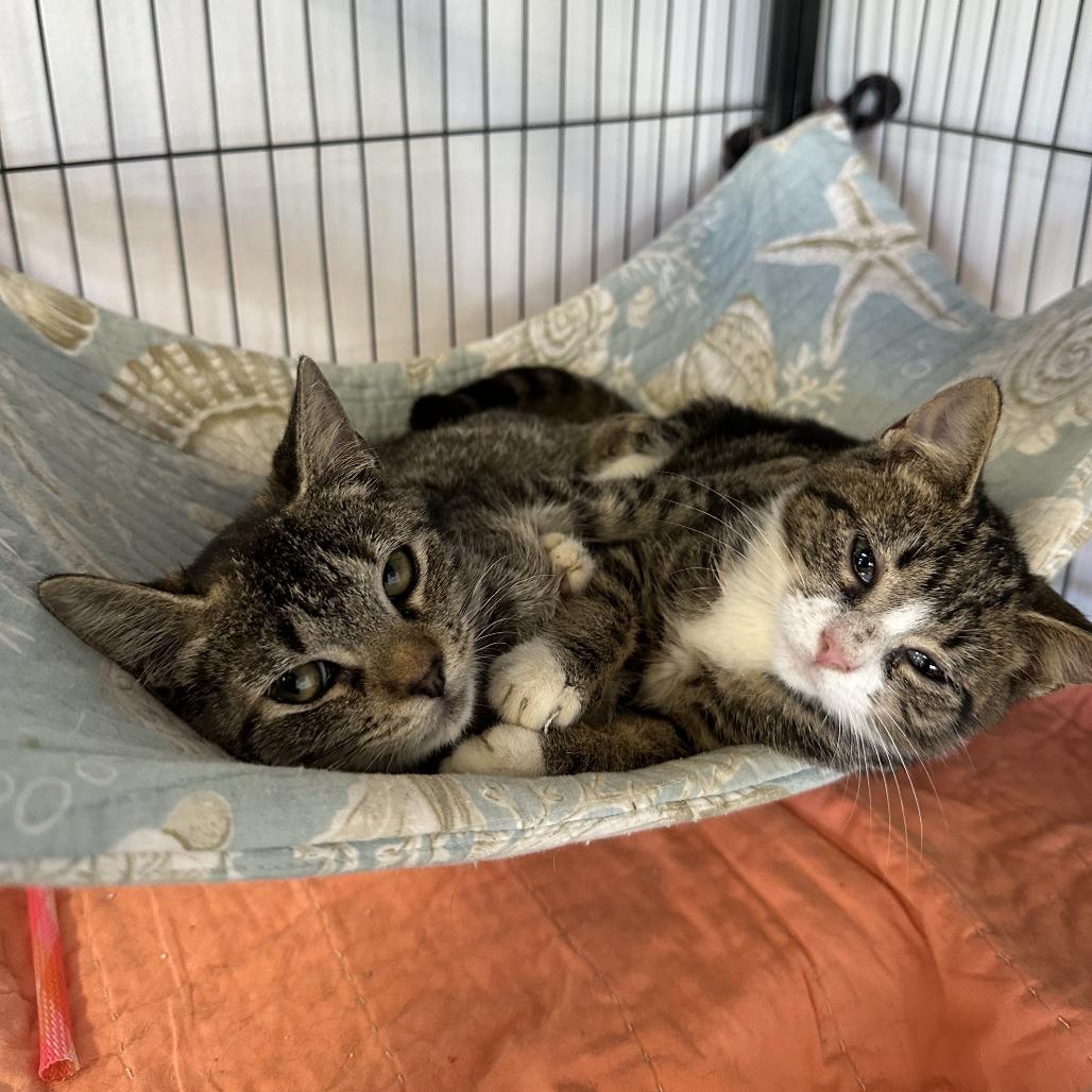 Washy, Adoptable, Young Female Domestic Short Hair.