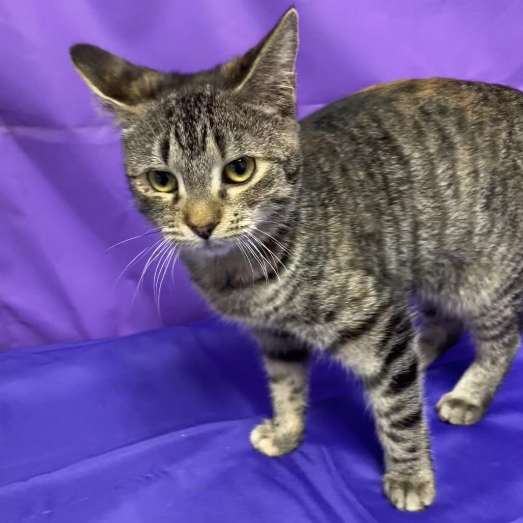 Washy, a Adoptable Domestic Short Hair in North Myrtle Beach, SC image 2/2