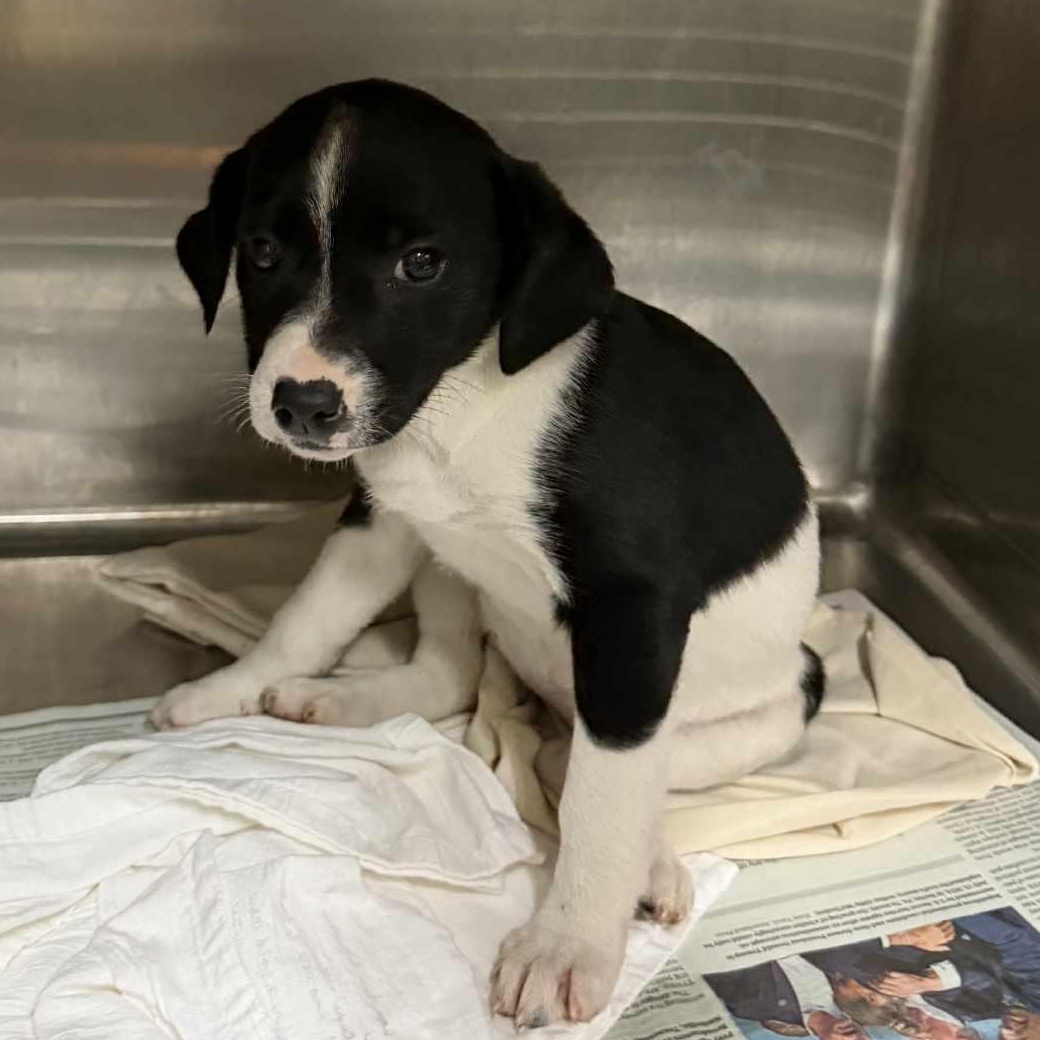 Enlarge Chloe, a ADOPTABLE mixed breed in Parma, OH image 1/1