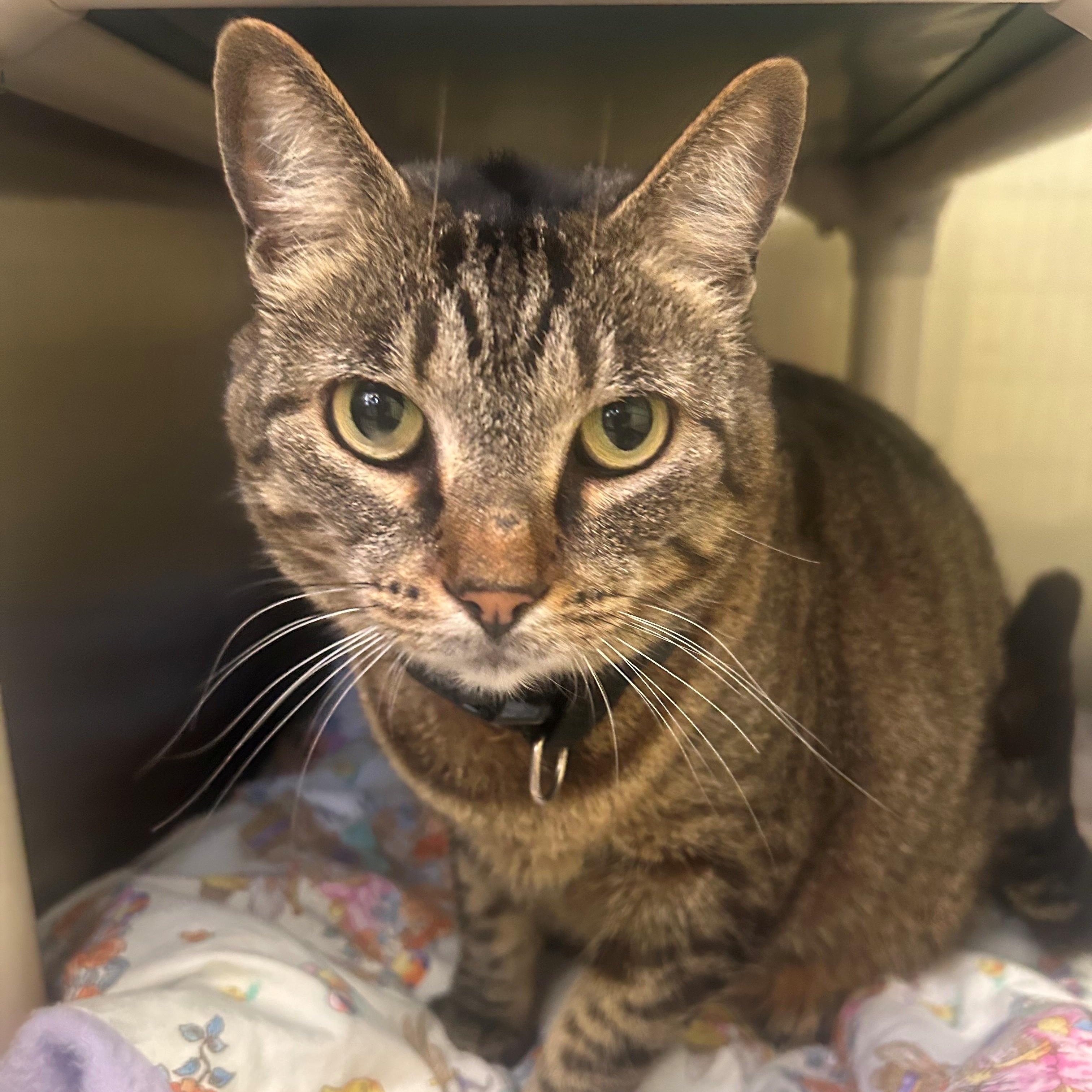 Celestial, adoptable, Adult Female Domestic Short Hair.