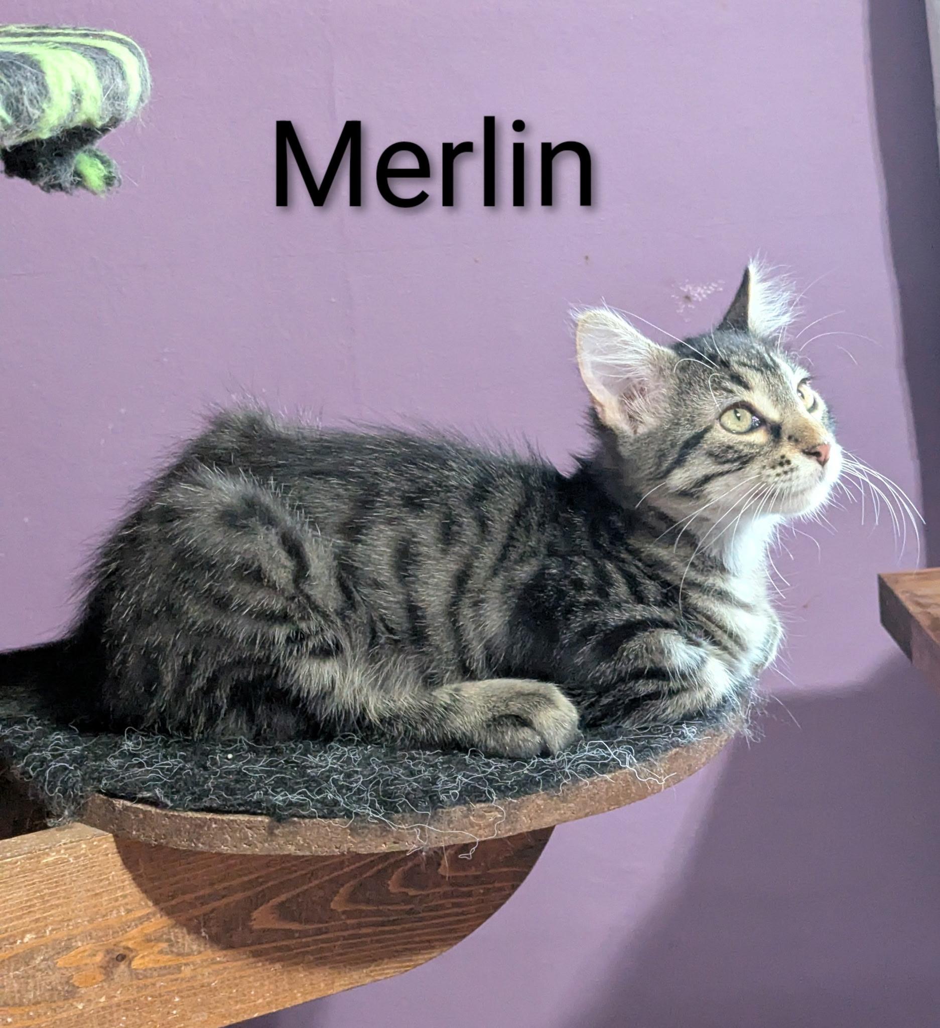 MERLIN
