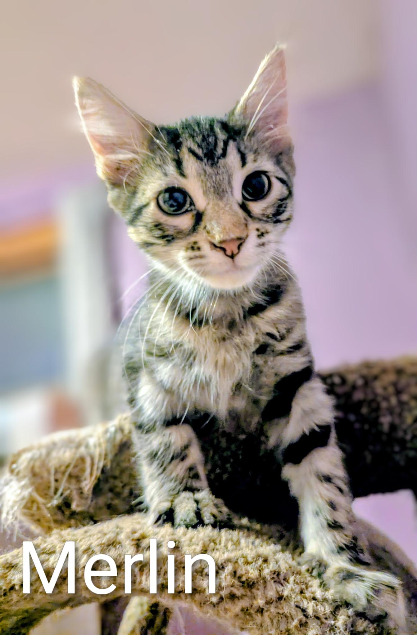 MERLIN, a Adoptable mixed breed in Panora, IA image 5/5