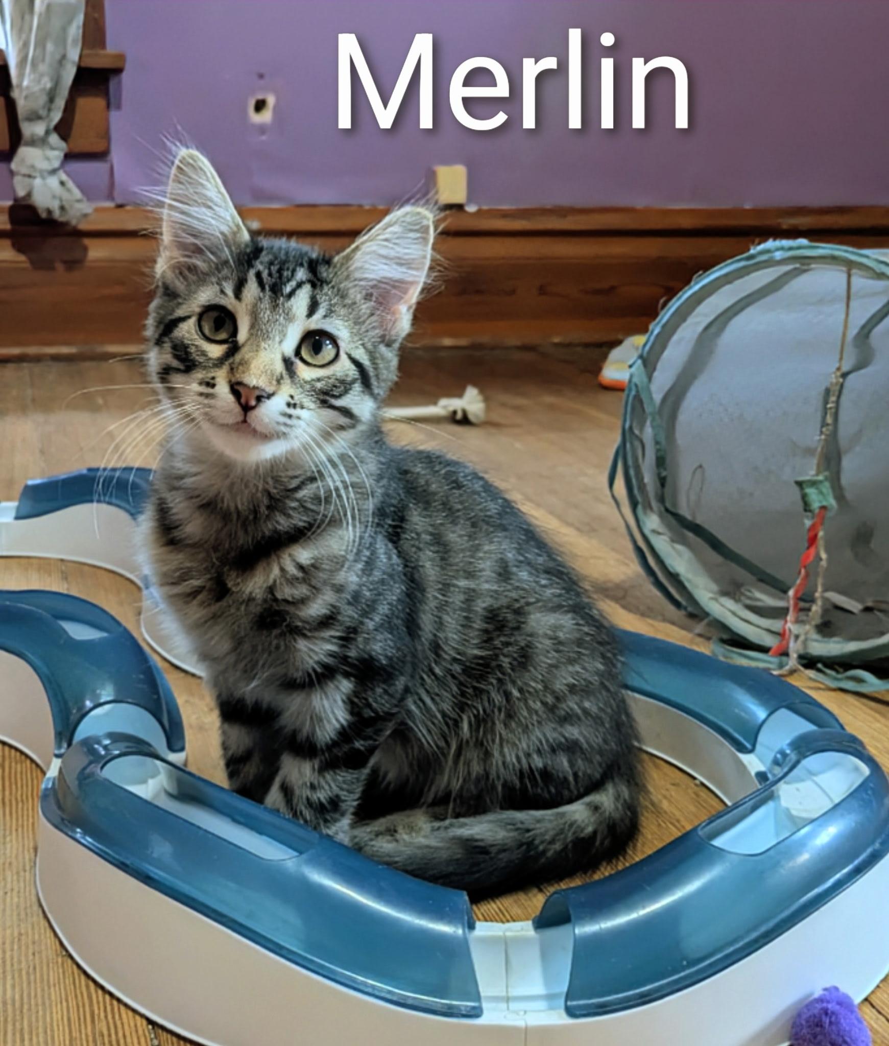 MERLIN, a Adoptable mixed breed in Panora, IA image 1/5