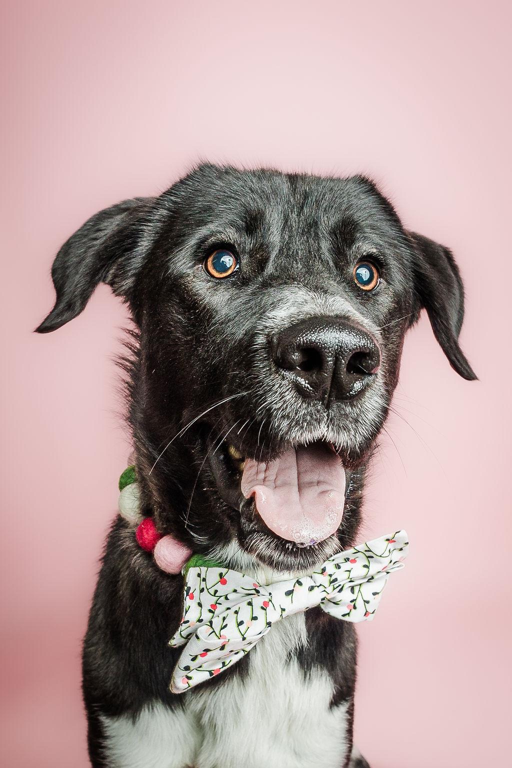 Enlarge Zenya, a ADOPTABLE mixed breed in Columbia, MO image 1/6