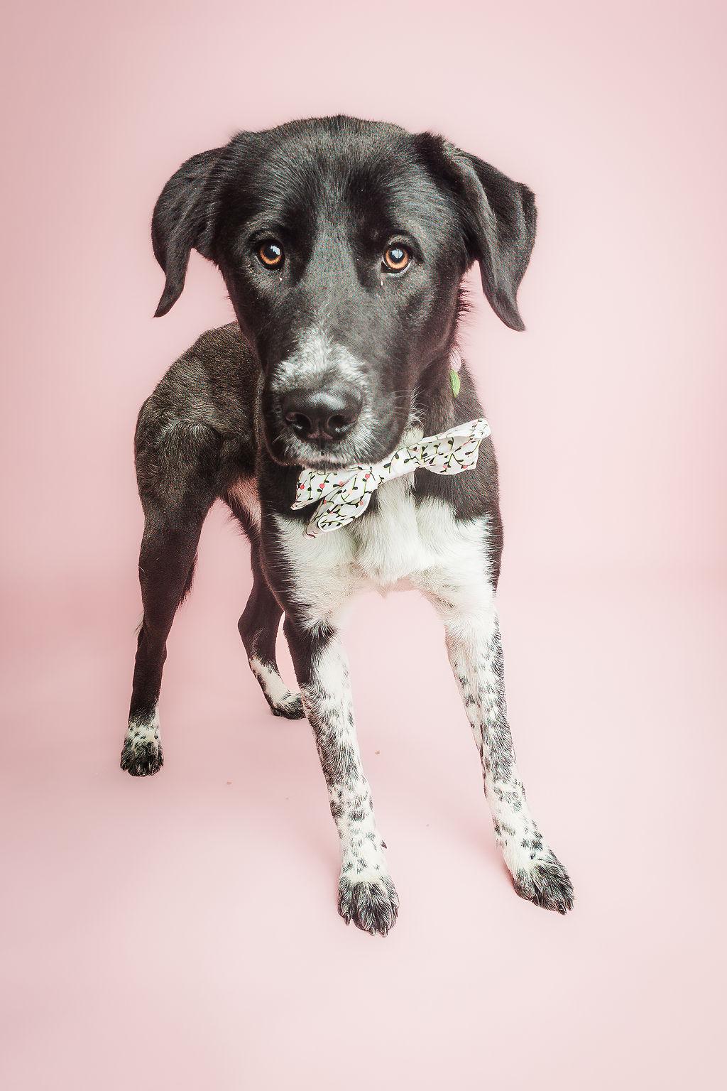 Enlarge Zenya, a ADOPTABLE mixed breed in Columbia, MO image 2/6