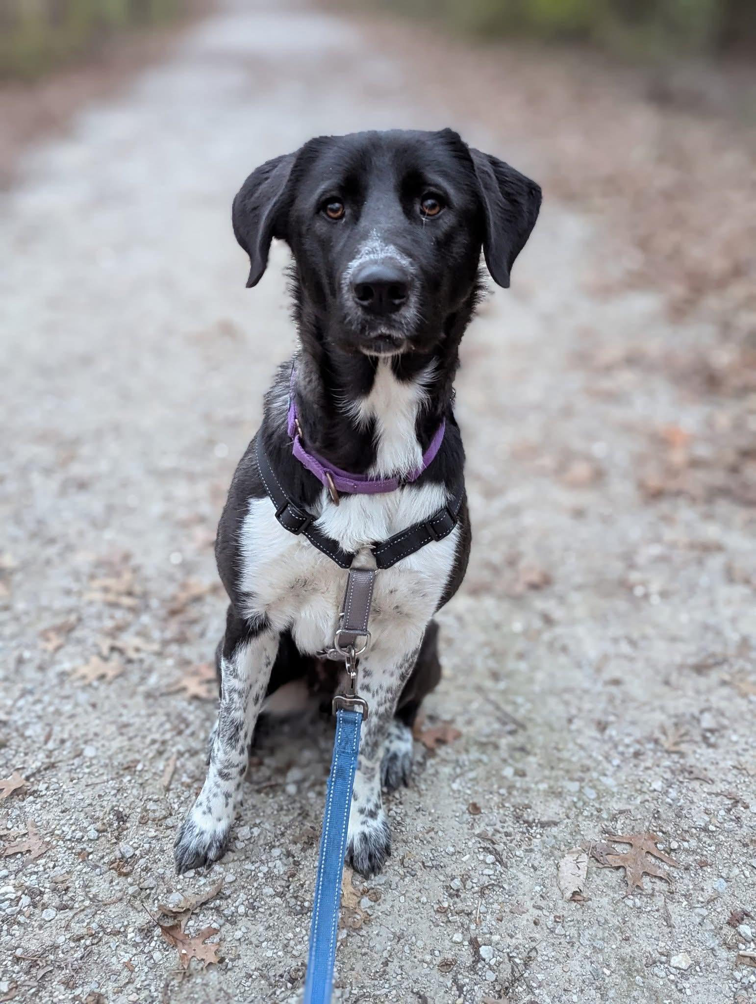 Enlarge Zenya, a ADOPTABLE mixed breed in Columbia, MO image 3/6