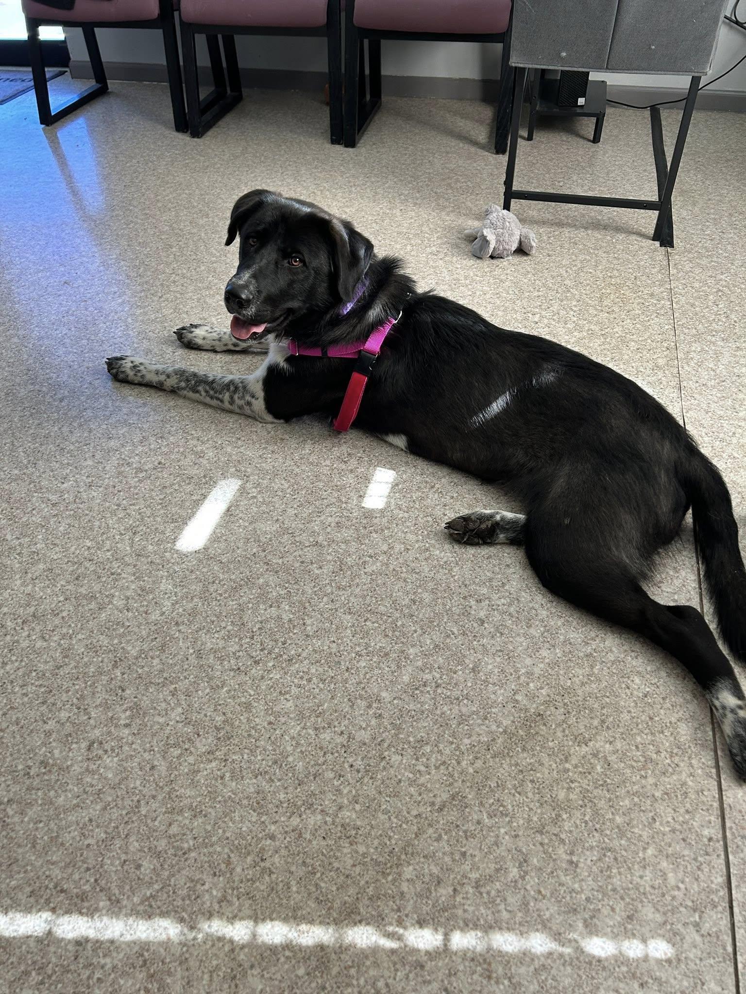 Enlarge Zenya, a ADOPTABLE mixed breed in Columbia, MO image 5/6