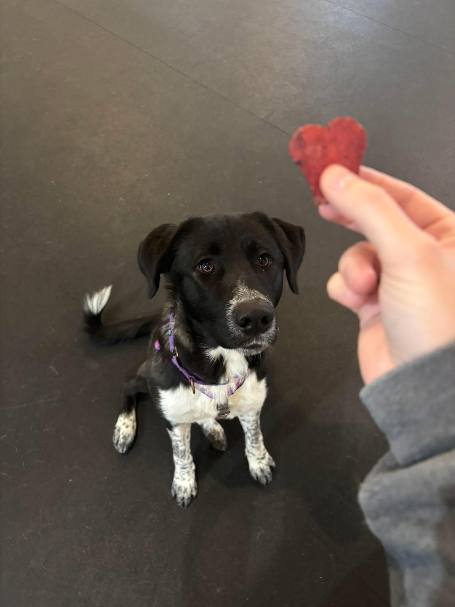 Enlarge Zenya, a ADOPTABLE mixed breed in Columbia, MO image 6/6