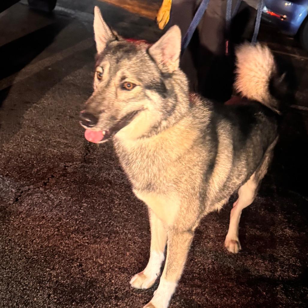 Luffy, Adoptable, Adult Male Husky.