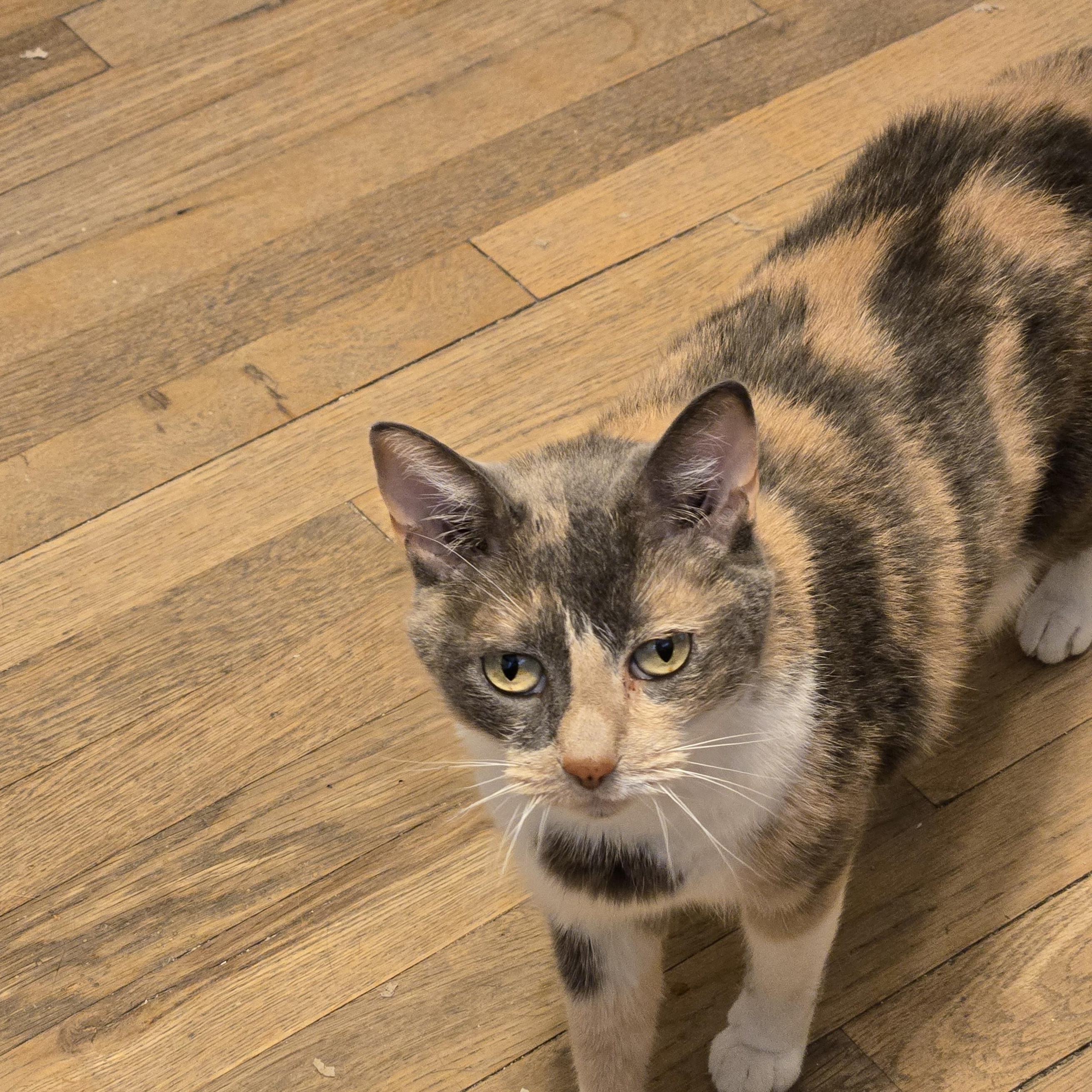 Enlarge Baby Girl, a Adoptable Calico in The dalles, OR image 3/4