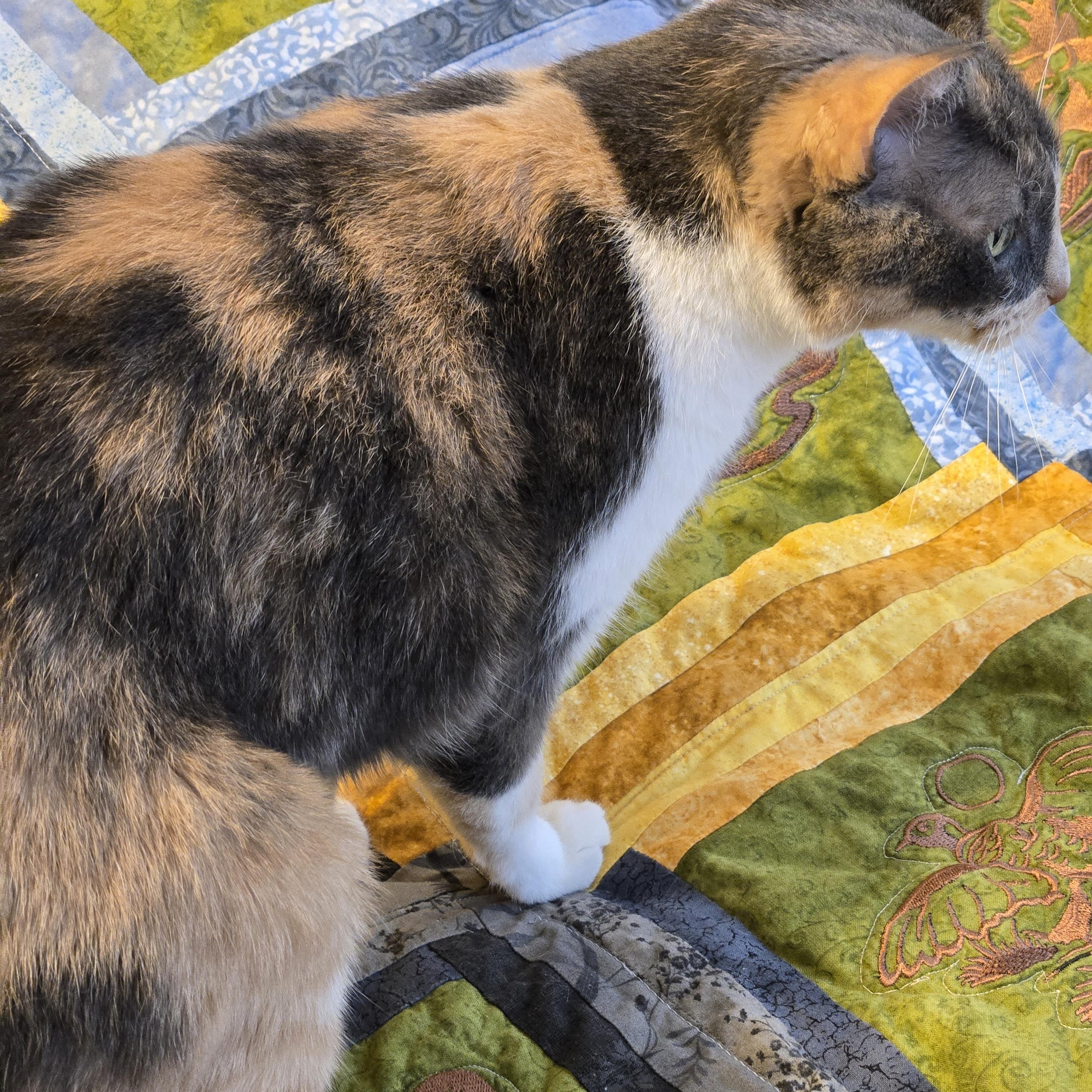 Enlarge Baby Girl, a Adoptable Calico in The dalles, OR image 4/4