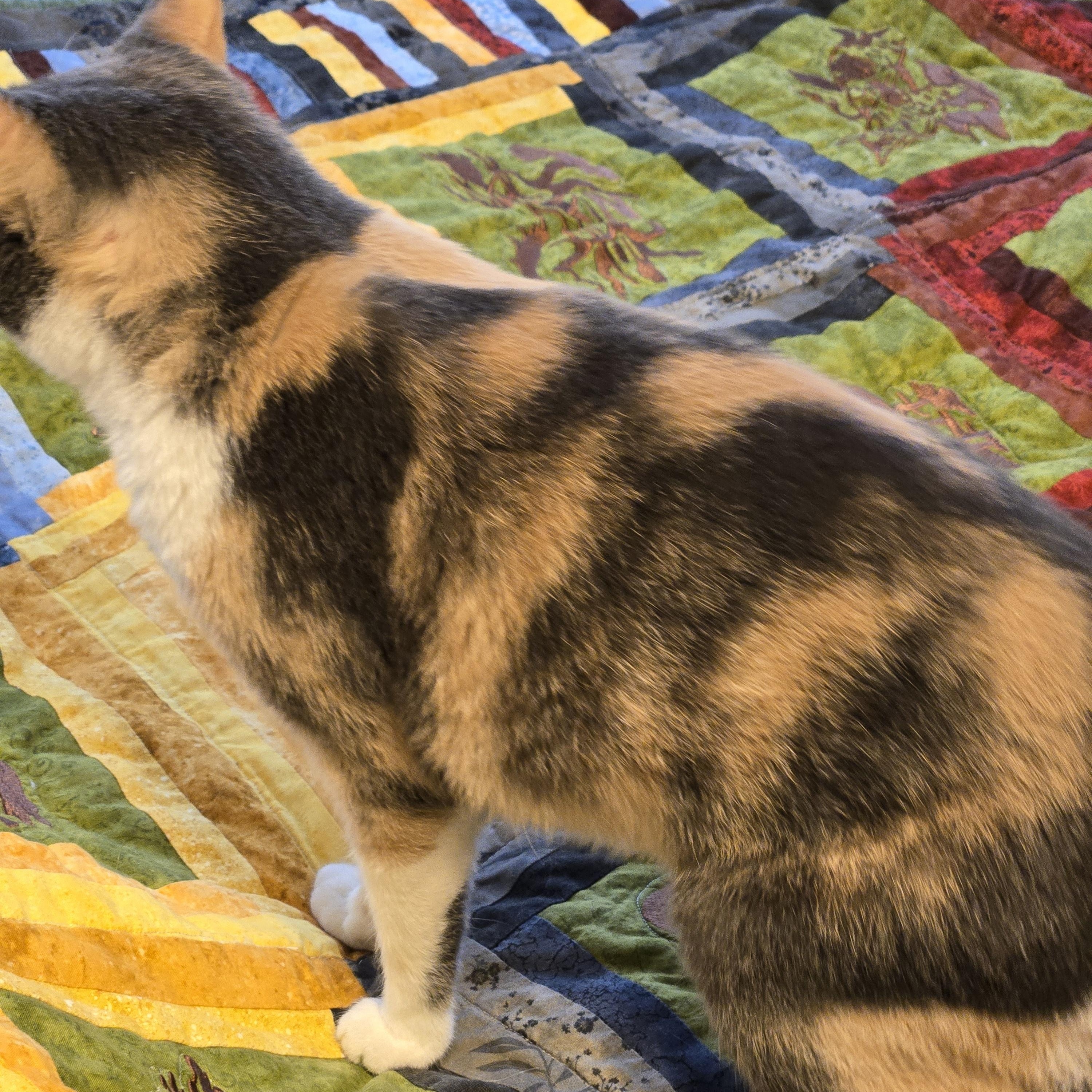 Enlarge Baby Girl, a Adoptable Calico in The dalles, OR image 2/4