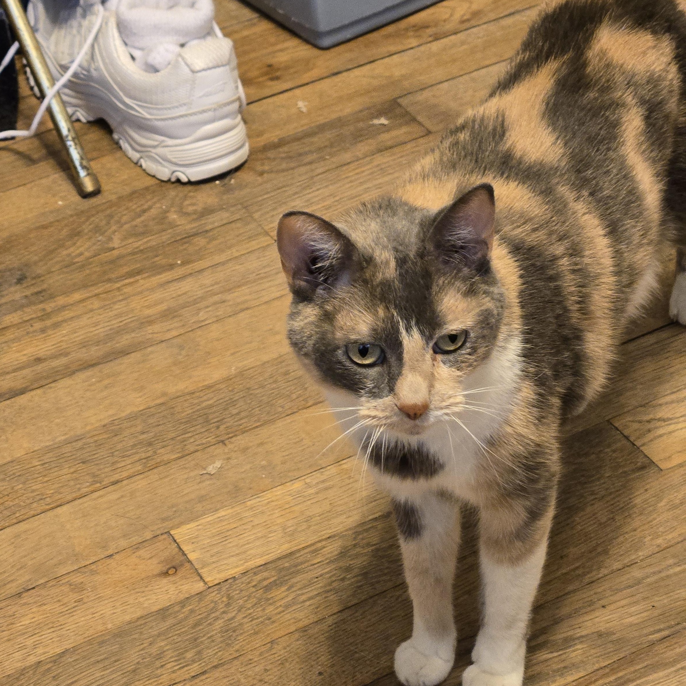 Baby Girl, Adoptable, Adult Female Calico.