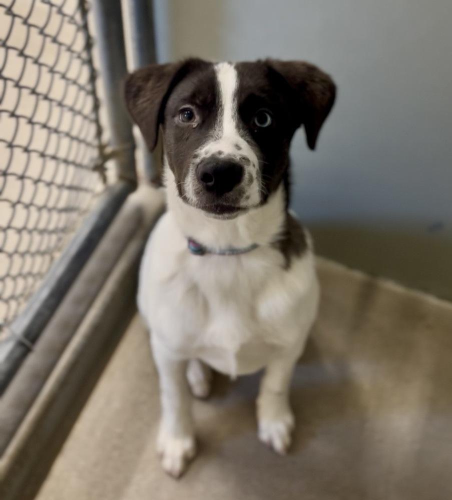 Enlarge Fern, a Adoptable mixed breed in Jamestown, CA image 1/3