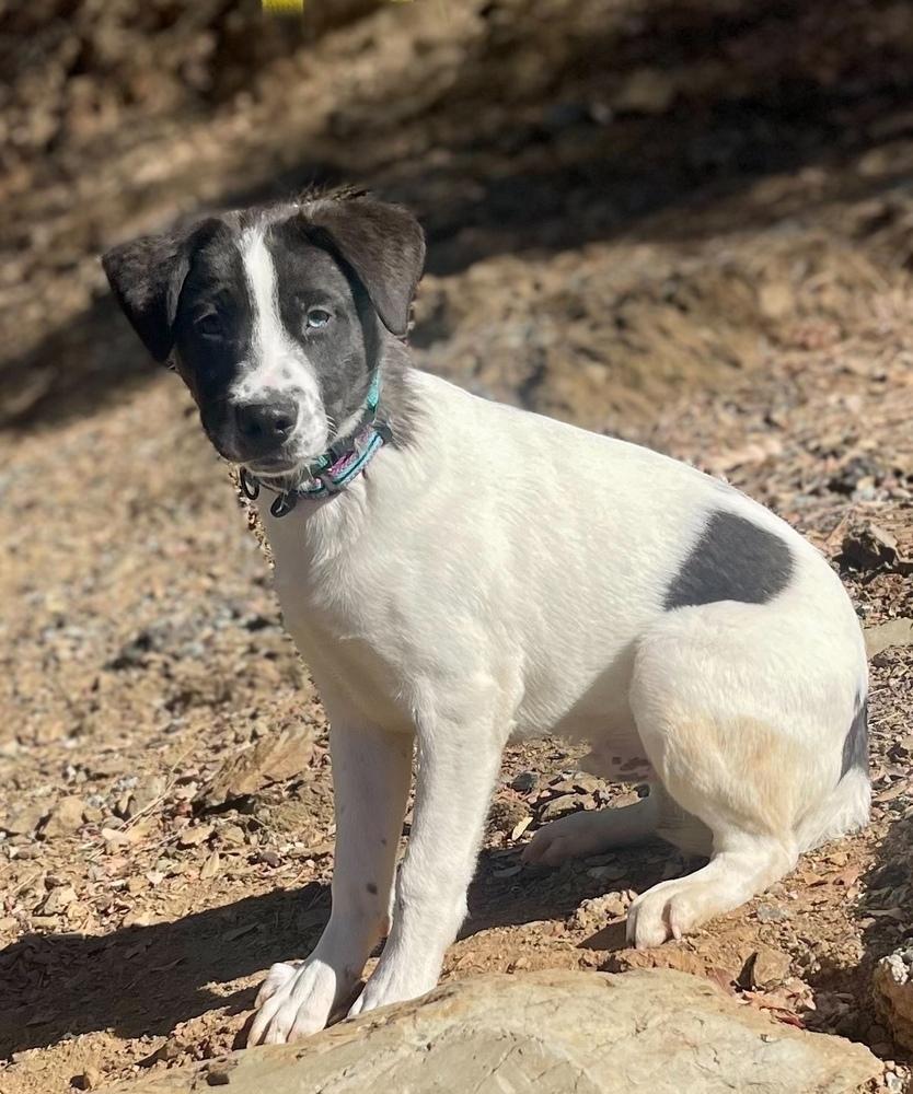 Enlarge Fern, a Adoptable mixed breed in Jamestown, CA image 2/3