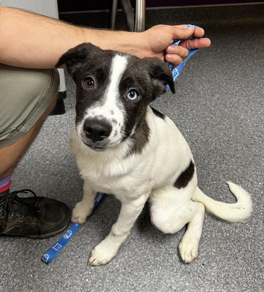 Enlarge Fern, a Adoptable mixed breed in Jamestown, CA image 3/3