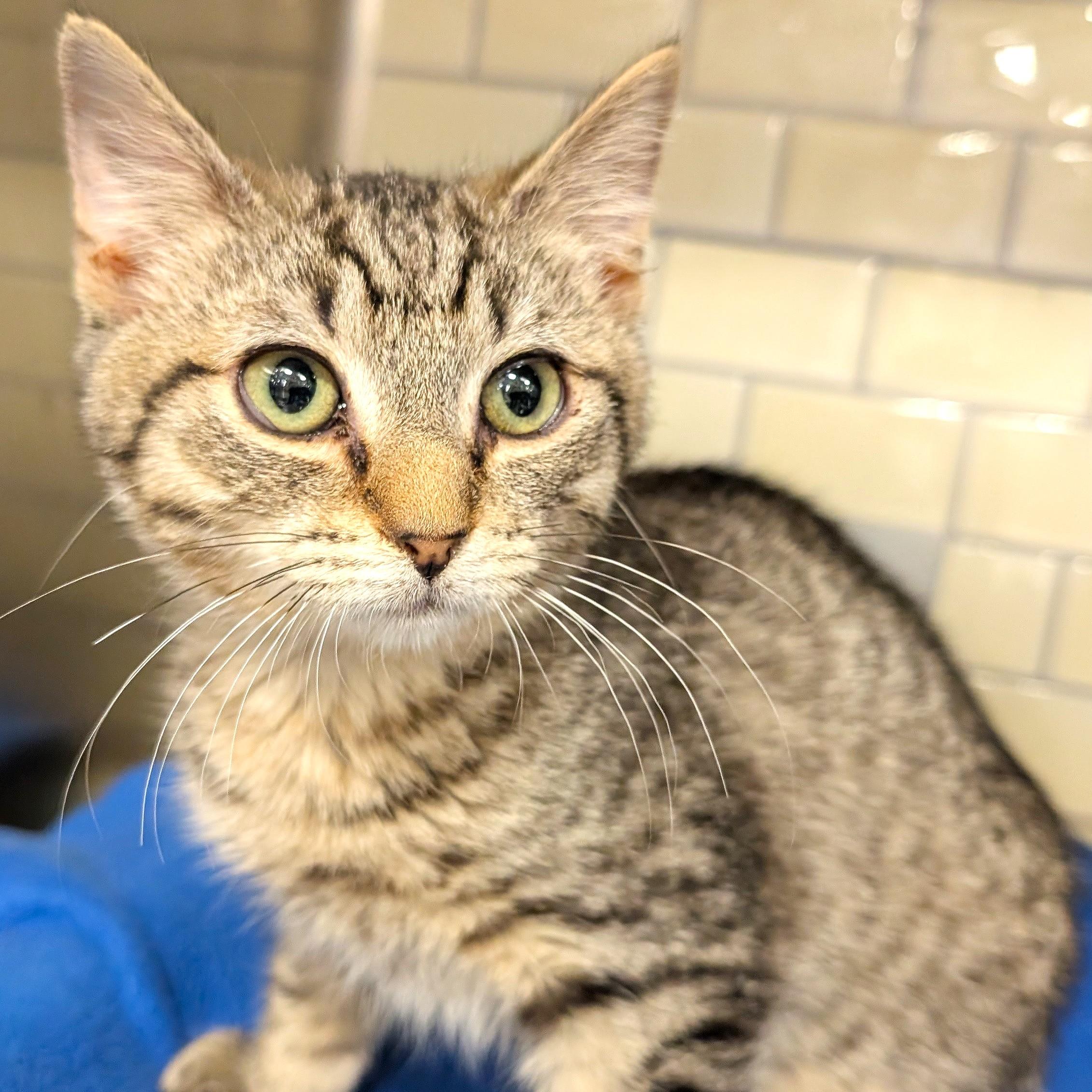 Lewy, ADOPTABLE, Kitten Male Tabby & Domestic Short Hair.