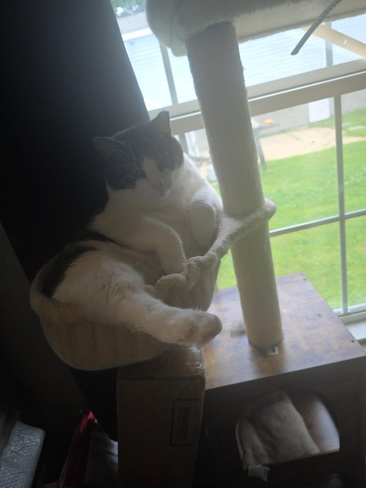 Blaze, Adoptable, Adult Male Domestic Short Hair.