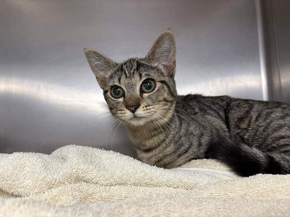 Tiger, Adoptable, Young Female Domestic Short Hair.