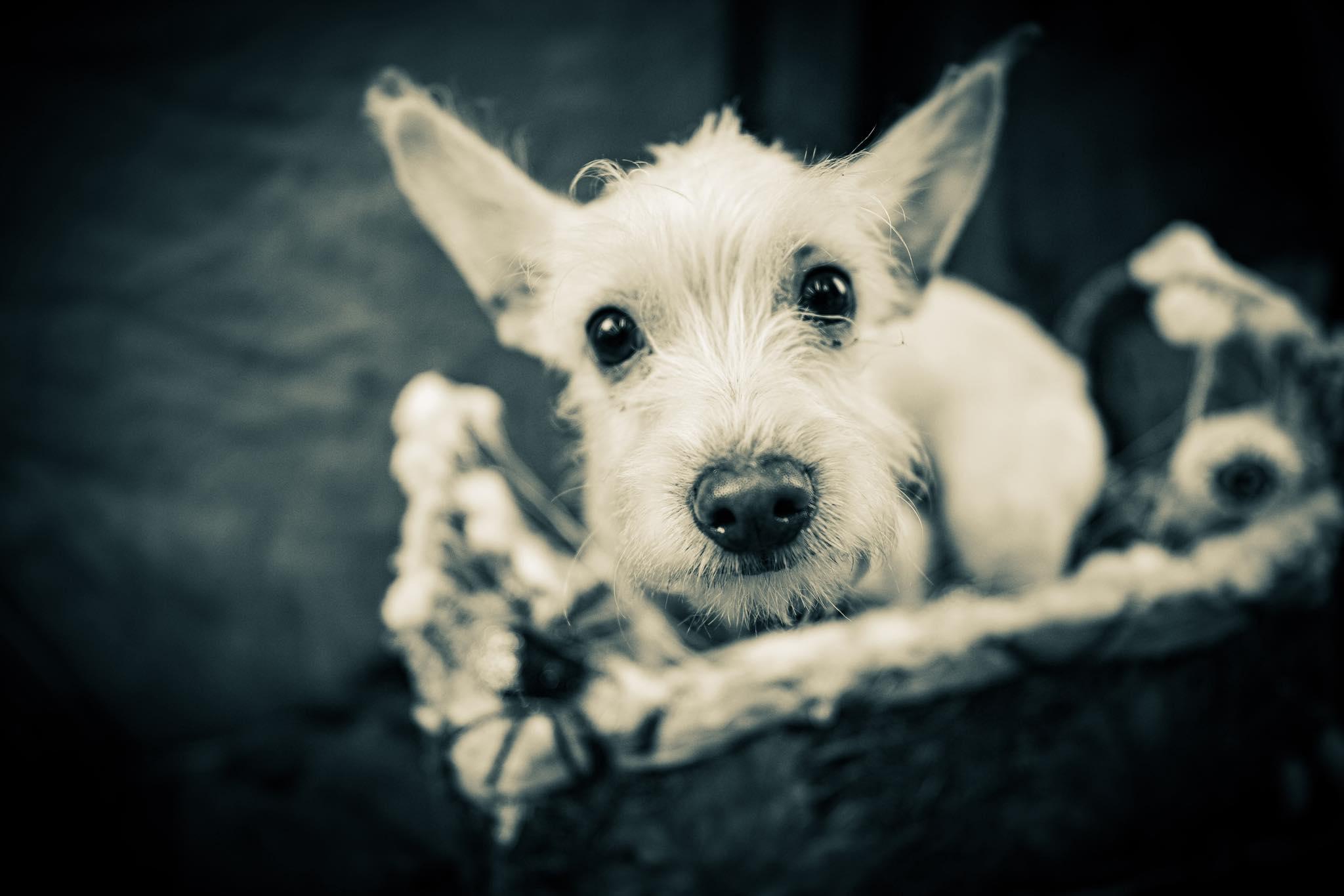 Radar, an adopted mixed breed in Homer Glen, IL image 1/6