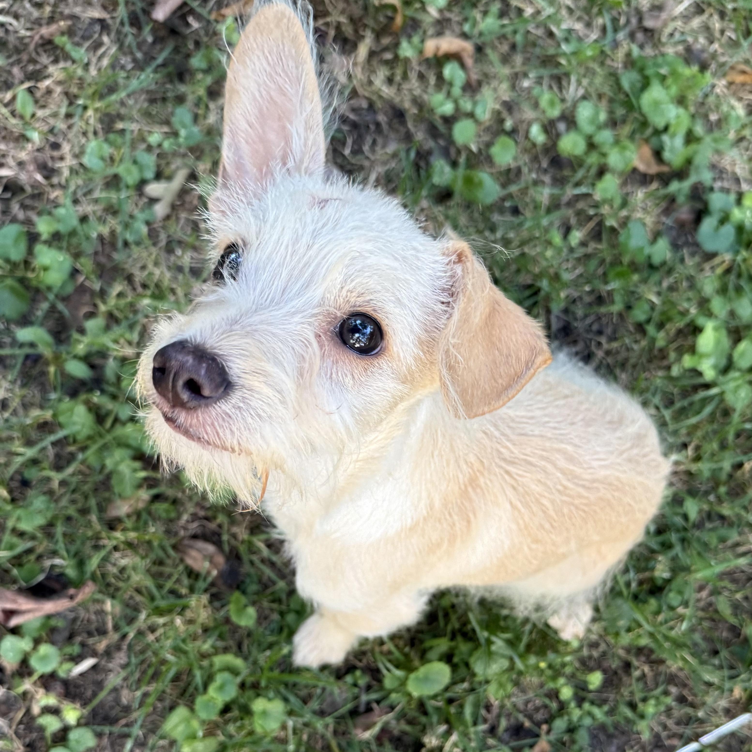 Radar, an adopted mixed breed in Homer Glen, IL image 4/6