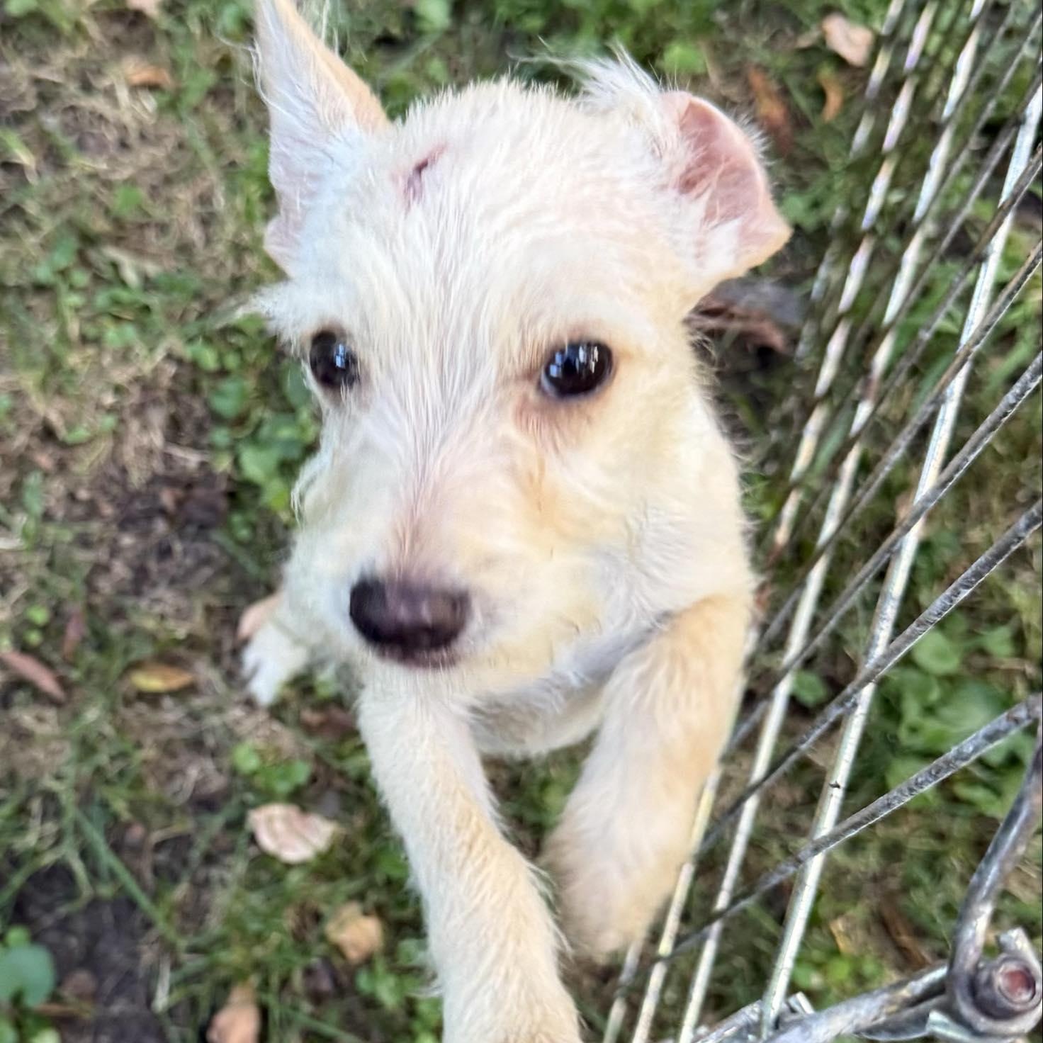 Radar, an adopted mixed breed in Homer Glen, IL image 5/6