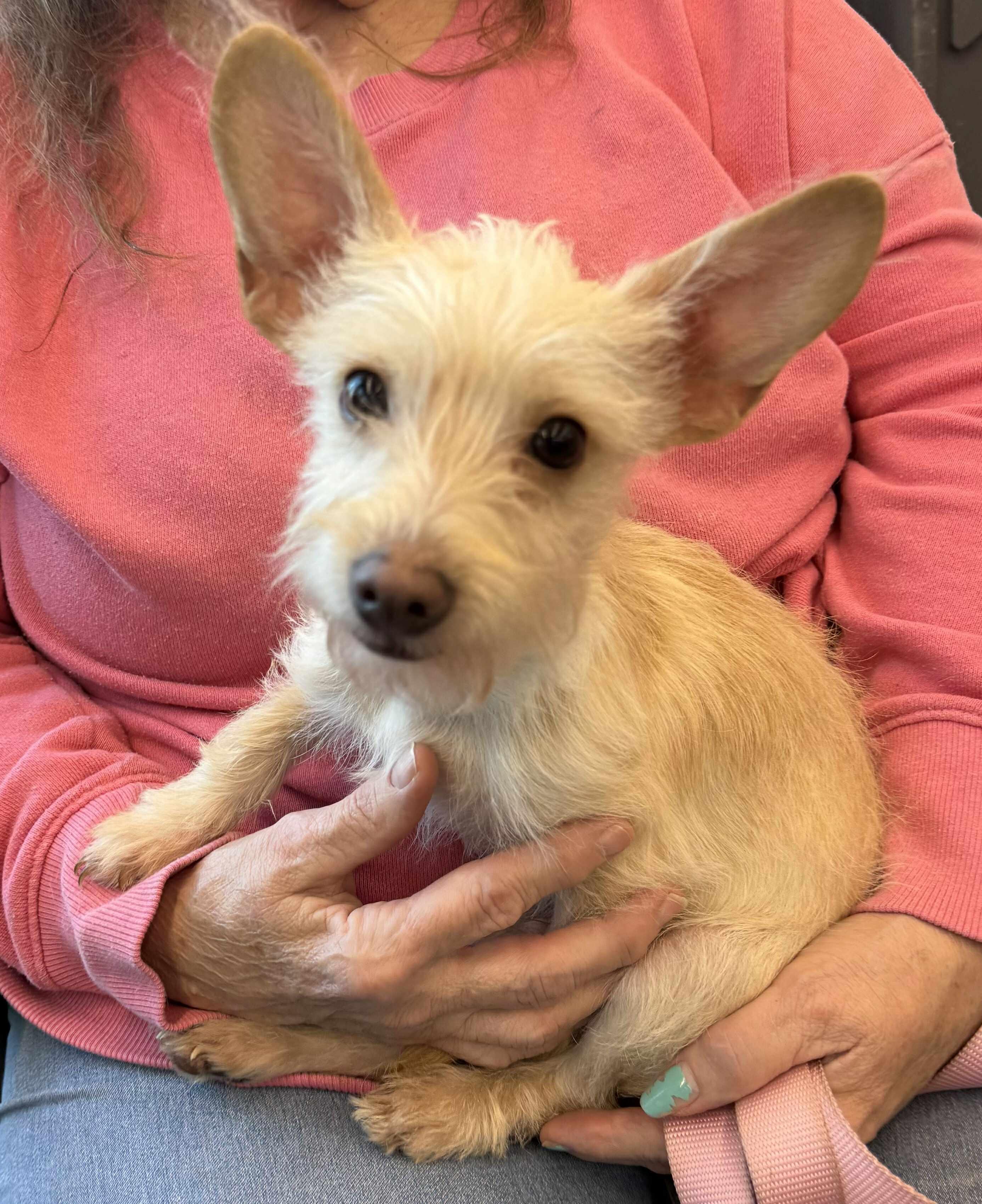 Radar, an adopted mixed breed in Homer Glen, IL image 2/6