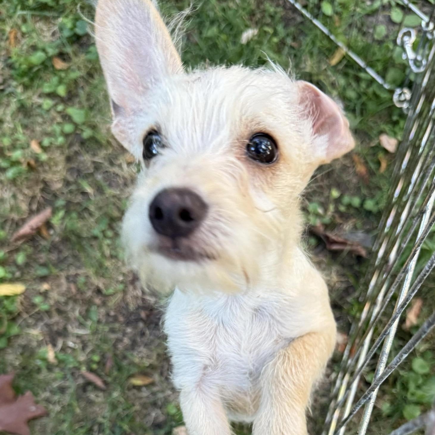Radar, an adopted mixed breed in Homer Glen, IL image 3/6