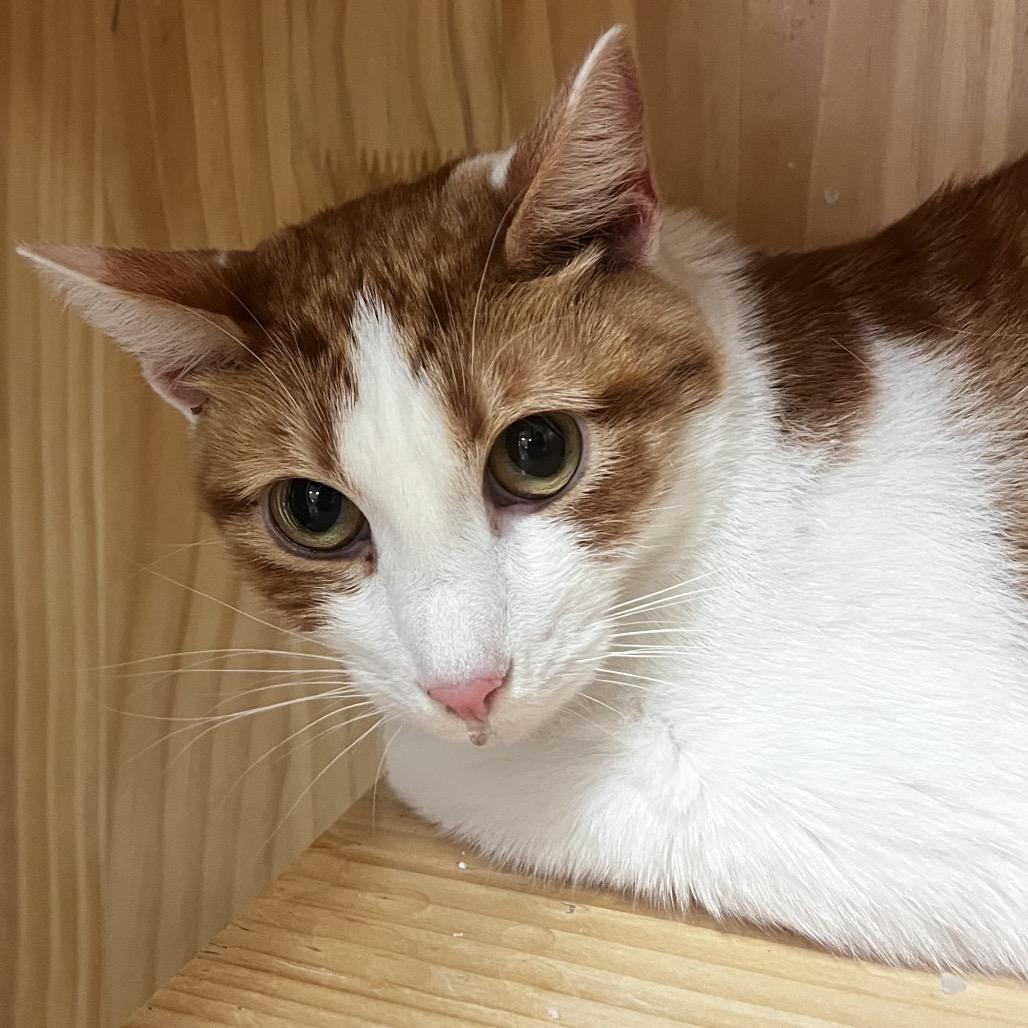 Enlarge Apricot, a Adoptable Domestic Short Hair in Yucca Valley, CA image 1/3