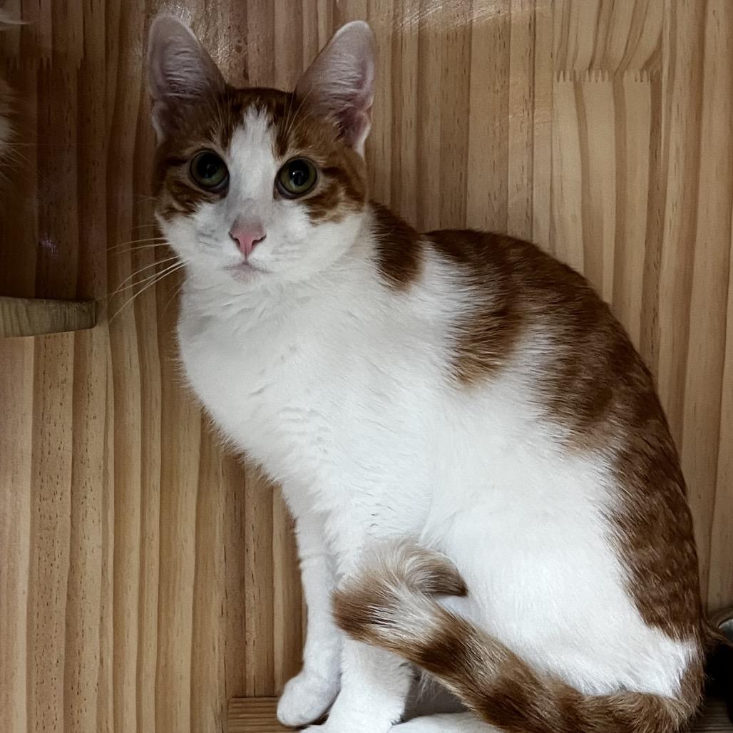 Enlarge Apricot, a Adoptable Domestic Short Hair in Yucca Valley, CA image 2/3