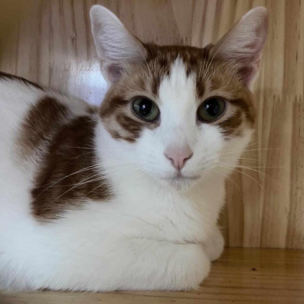 Enlarge Apricot, a Adoptable Domestic Short Hair in Yucca Valley, CA image 3/3