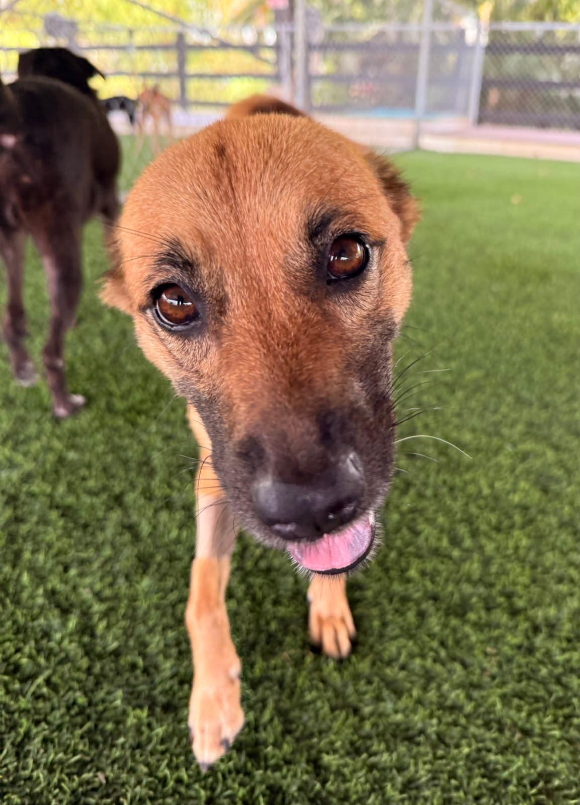 Enlarge Pixel, a ADOPTABLE Mixed Breed in Morristown, NJ image 2/3