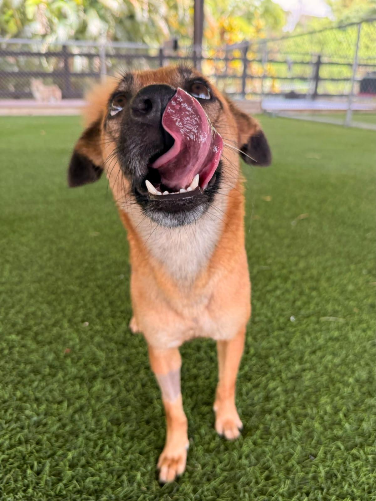 Enlarge Pixel, a ADOPTABLE Mixed Breed in Morristown, NJ image 1/3