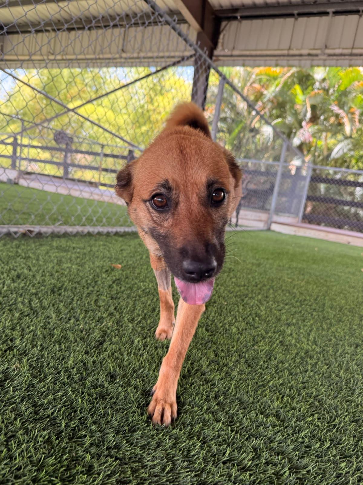 Enlarge Pixel, a ADOPTABLE Mixed Breed in Morristown, NJ image 3/3