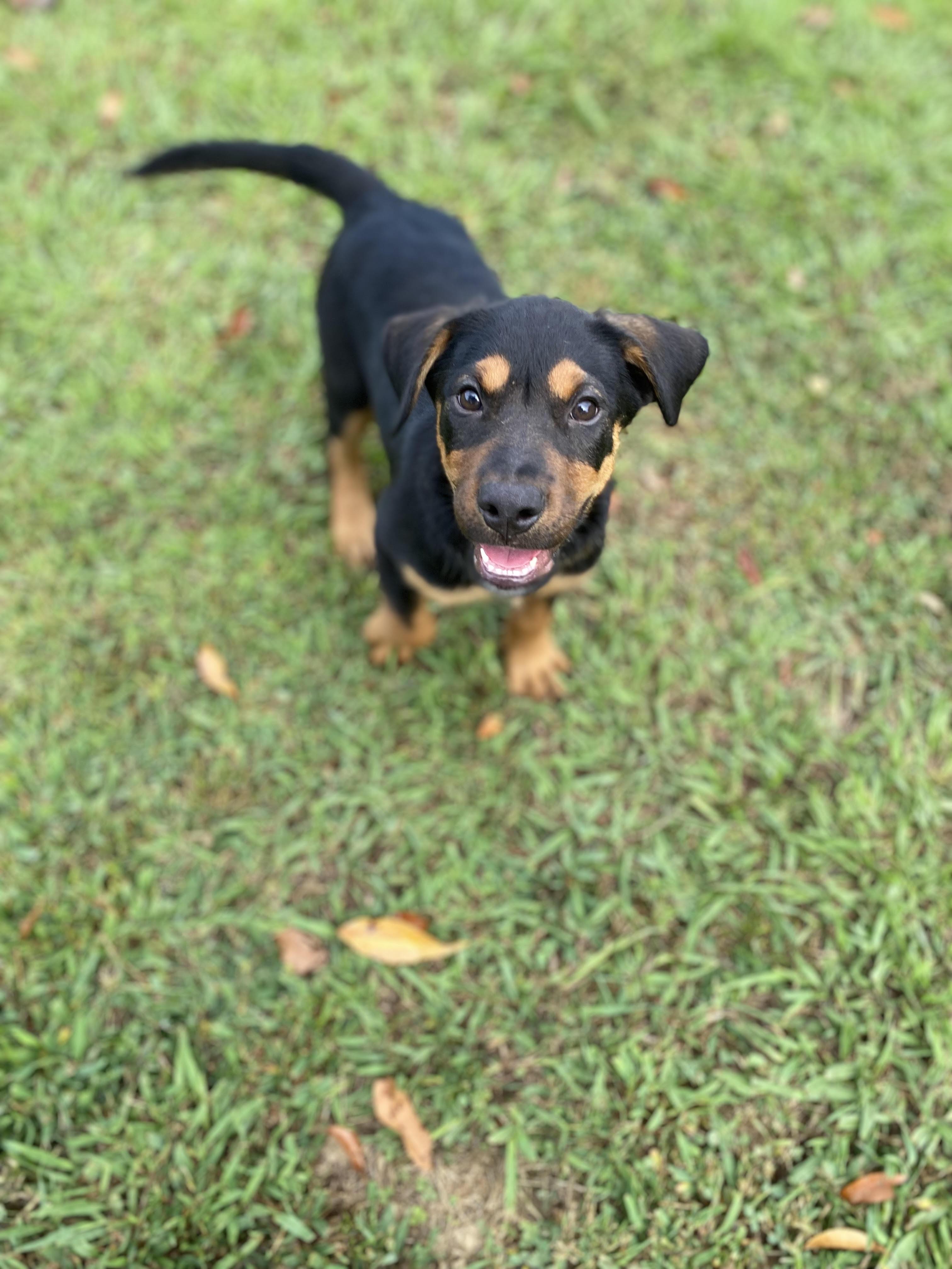 Gunner