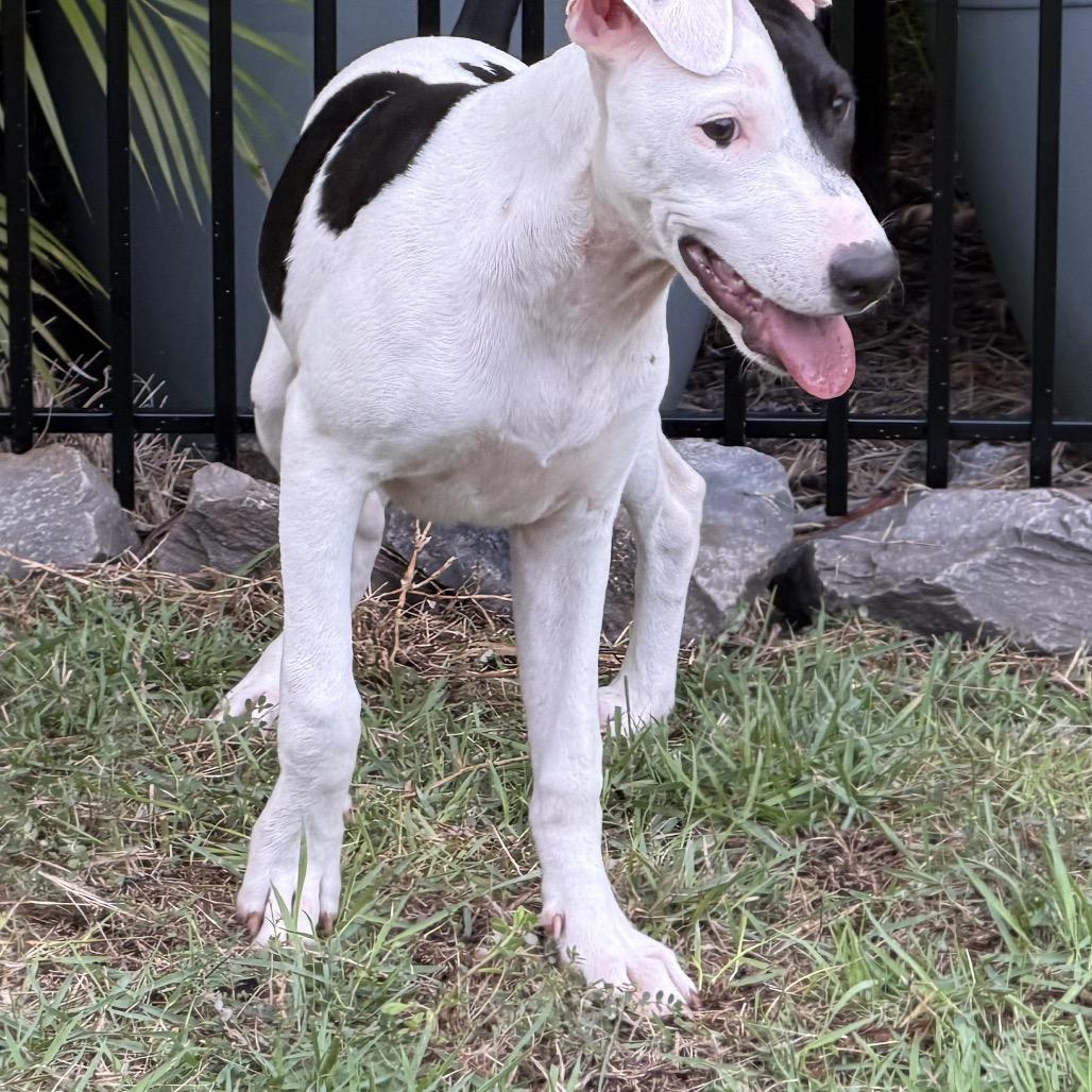 Arrow (Valentine's Litter), Adoptable, Young Female Greyhound & Catahoula Leopard Dog.