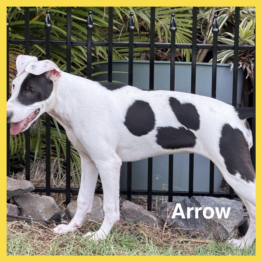 Enlarge Arrow (Valentine's Litter), a Adoptable mixed breed in Volcano, HI image 2/6