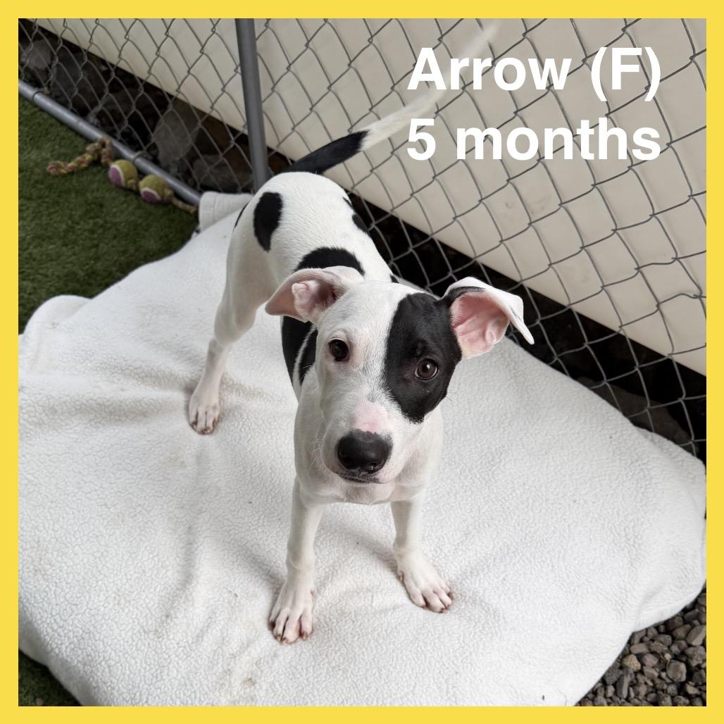 Enlarge Arrow (Valentine's Litter), a Adoptable mixed breed in Volcano, HI image 3/6