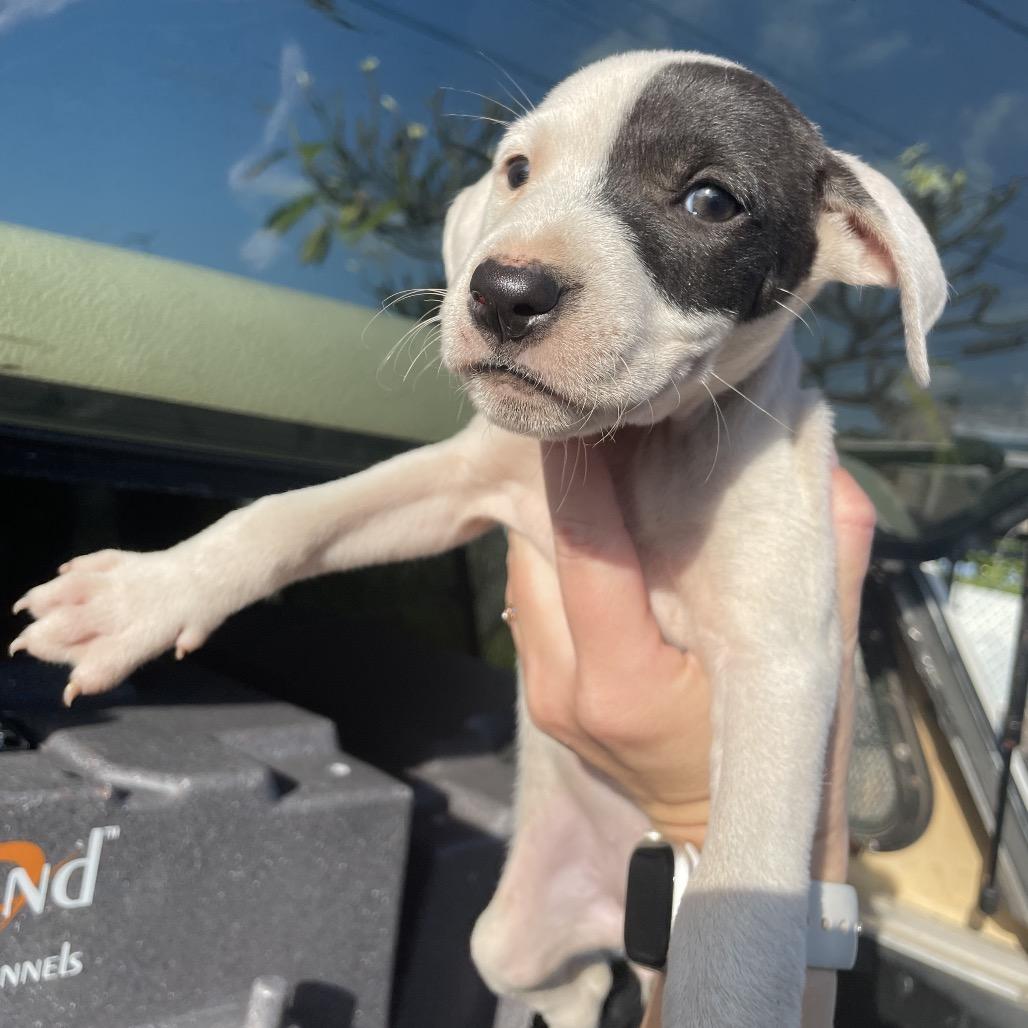 Enlarge Arrow (Valentine's Litter), a Adoptable mixed breed in Volcano, HI image 4/6