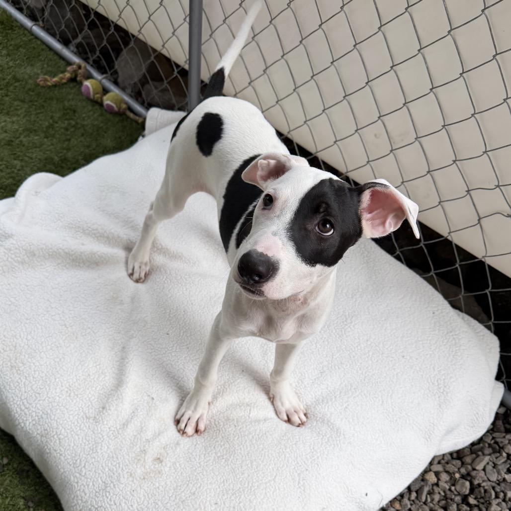 Enlarge Arrow (Valentine's Litter), a Adoptable mixed breed in Volcano, HI image 5/6