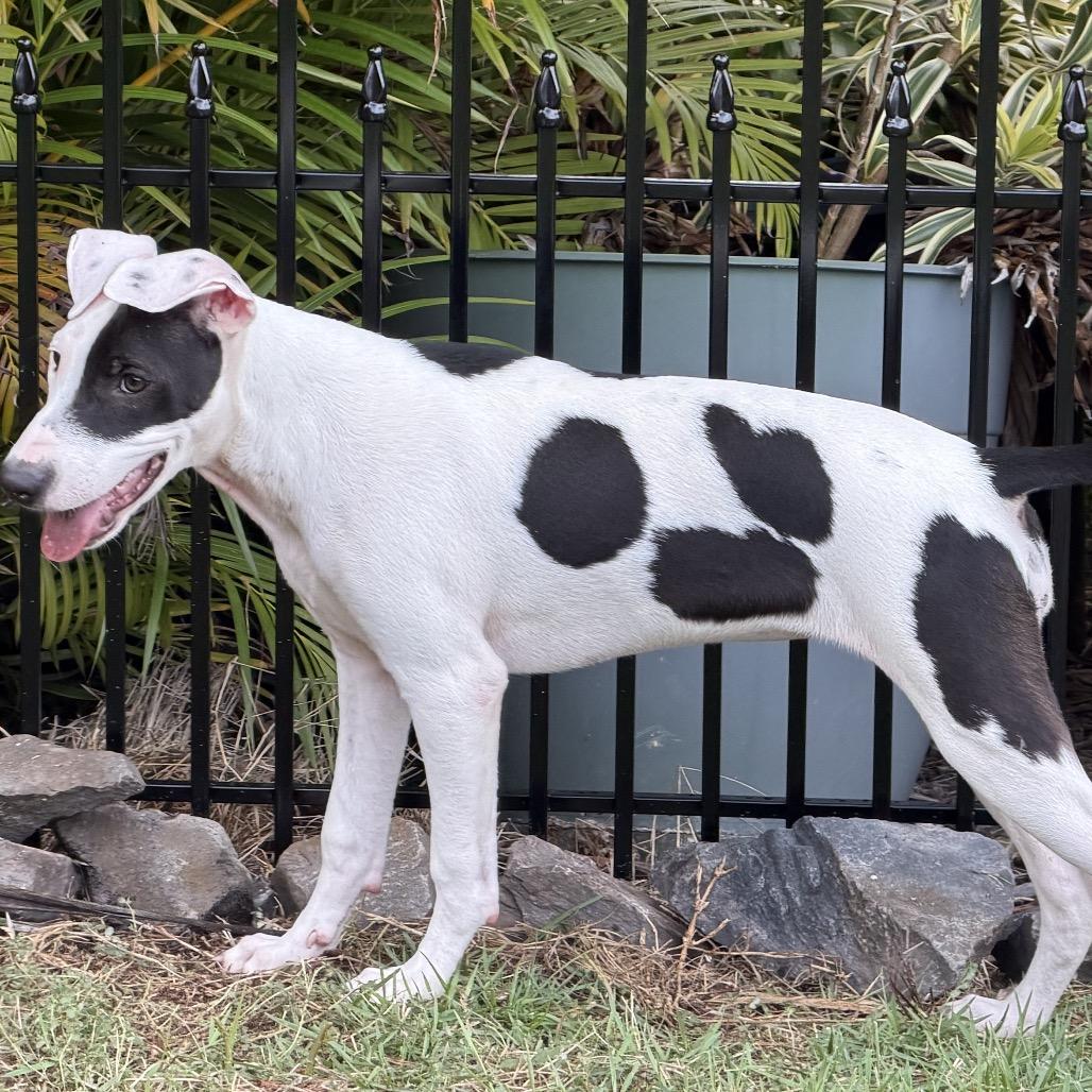 Enlarge Arrow (Valentine's Litter), a Adoptable mixed breed in Volcano, HI image 6/6