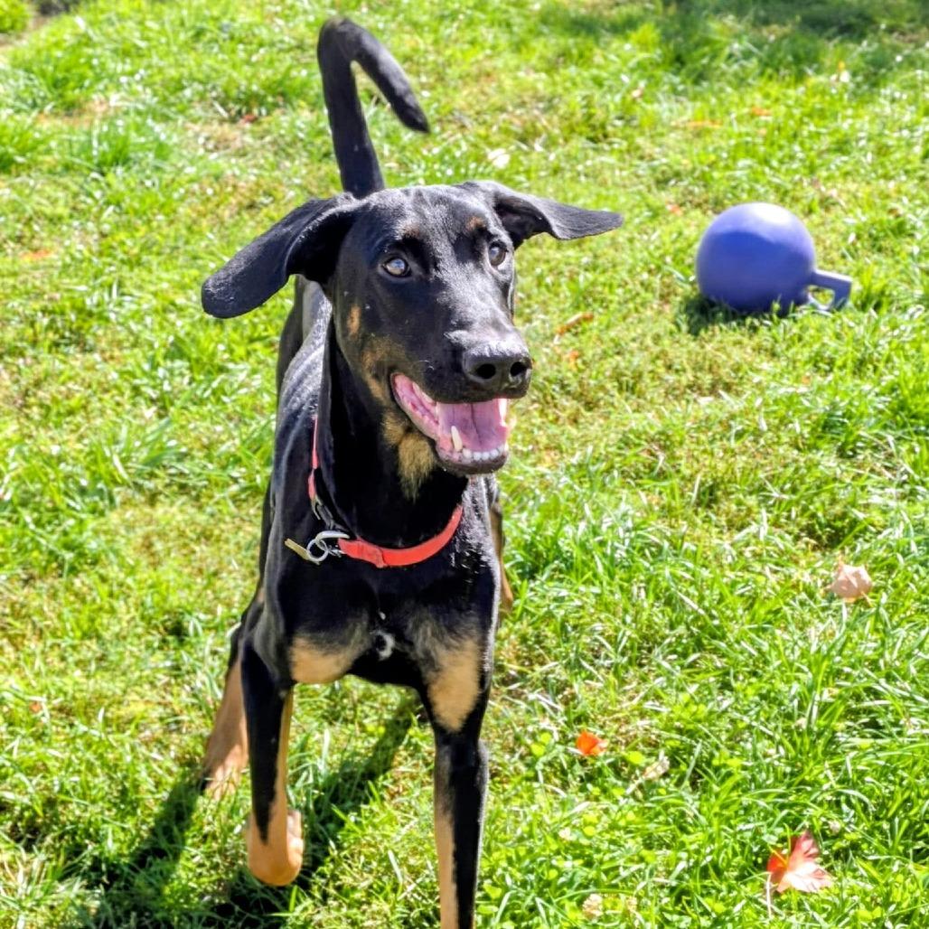 Enlarge 7965 Jack, a Adoptable Doberman Pinscher in Sandown, NH image 1/5