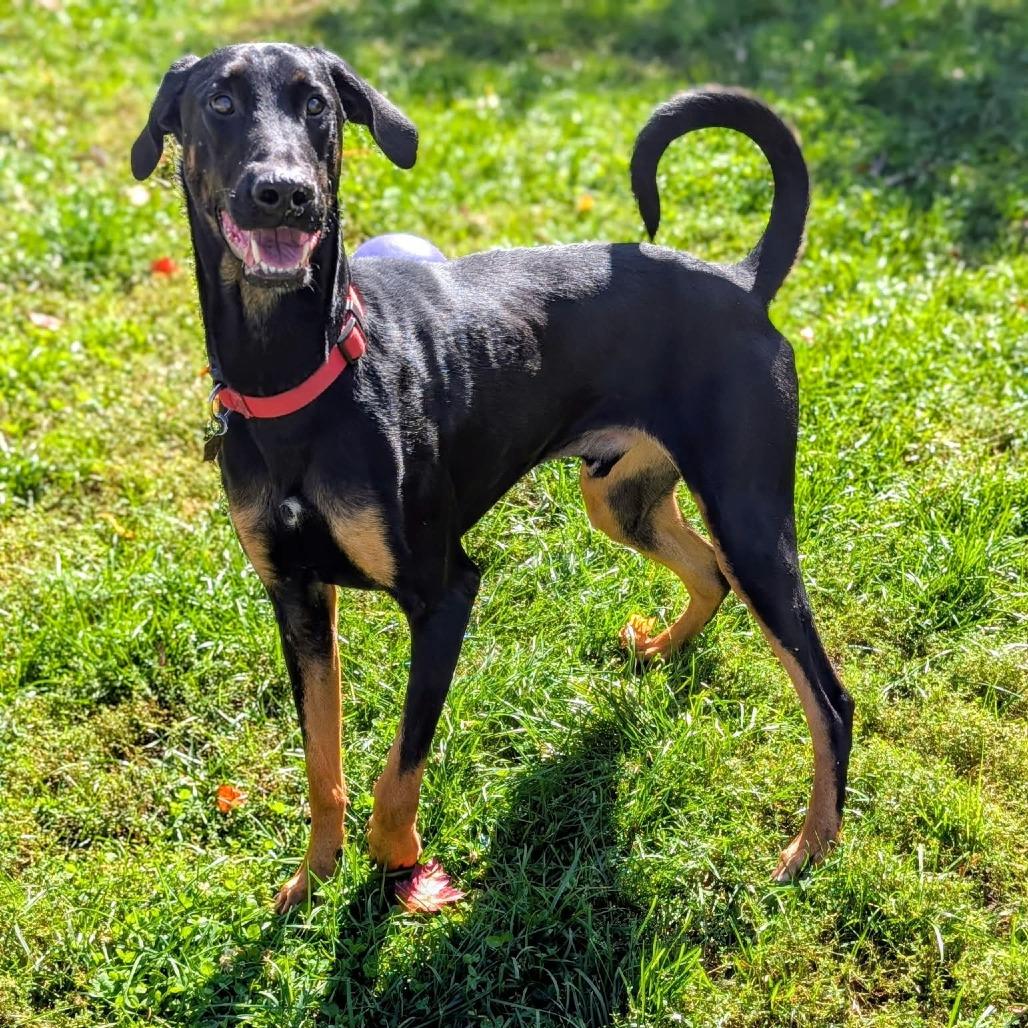 Enlarge 7965 Jack, a Adoptable Doberman Pinscher in Sandown, NH image 2/5