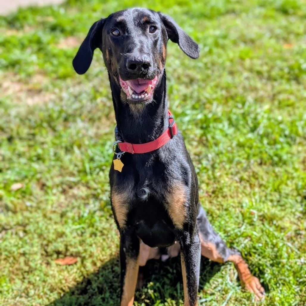 Enlarge 7965 Jack, a Adoptable Doberman Pinscher in Sandown, NH image 3/5