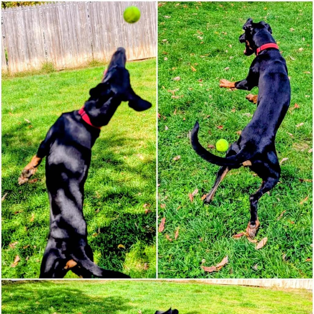 Enlarge 7965 Jack, a Adoptable Doberman Pinscher in Sandown, NH image 4/5