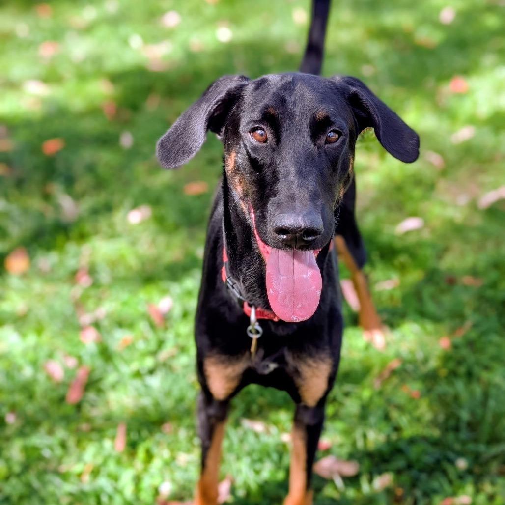 Enlarge 7965 Jack, a Adoptable Doberman Pinscher in Sandown, NH image 5/5