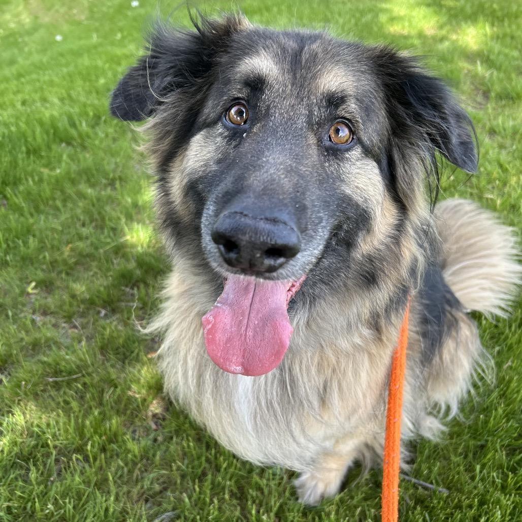 Gideon, Adoptable, Adult Male Retriever & Shepherd.